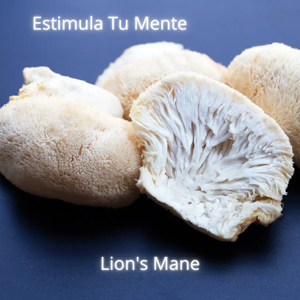 Lion's Mane creatividad