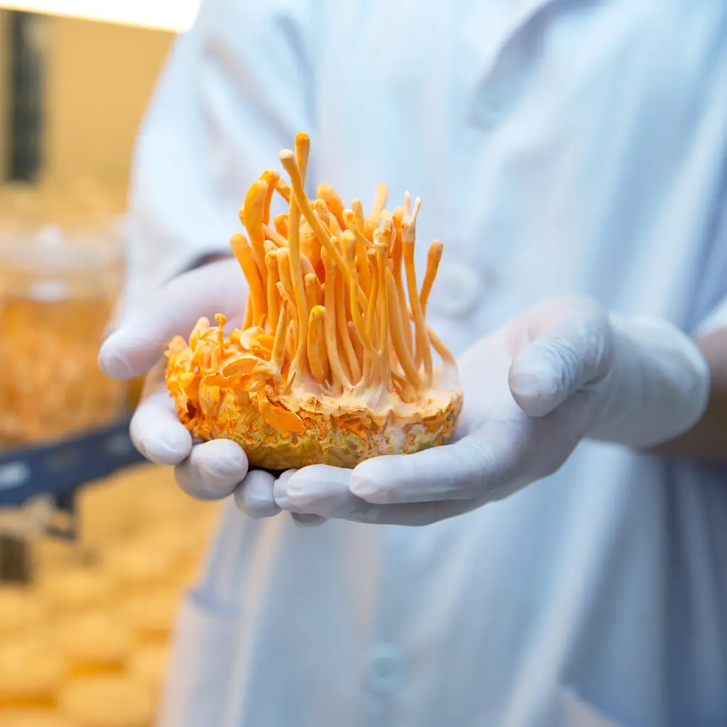 Cordyceps TDAH