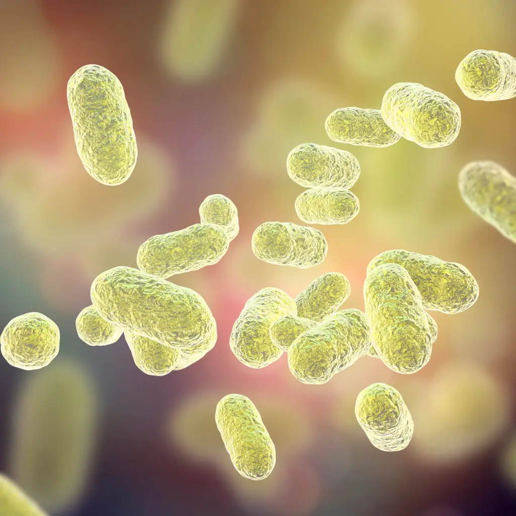 medicina funcional microbiota