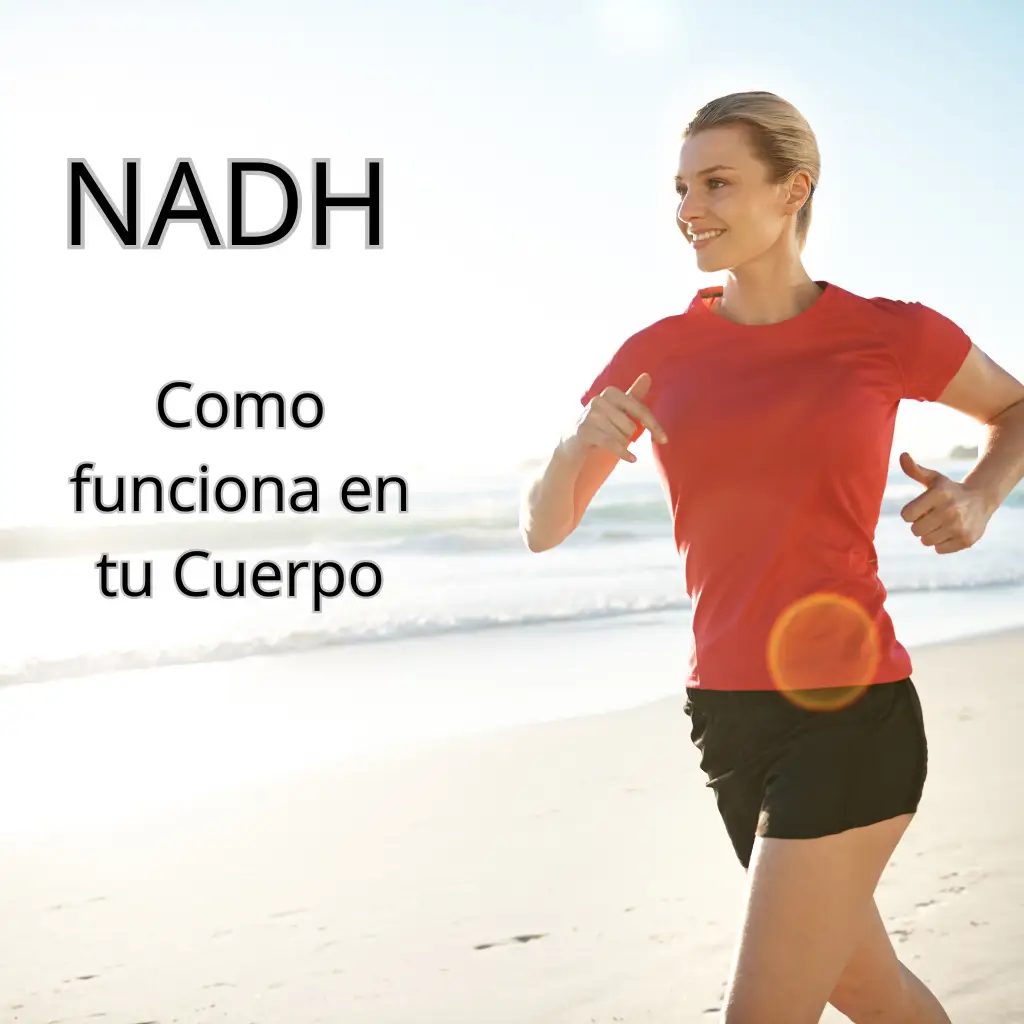 NADH bioquímica